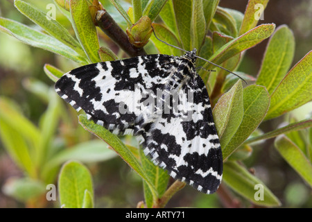 Argent e Sable Tarma Rheumaptera hastata Foto Stock