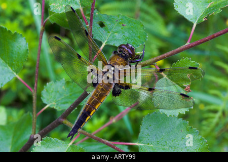 Quattro-spotted Dragonfly, Libellula, quadrimaculata, Foto Stock