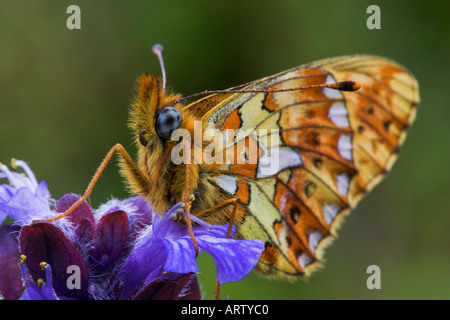 Pearl-delimitata Fritillary farfalla sulla bugle Foto Stock