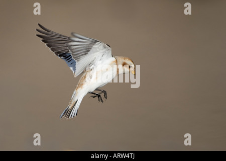 Snow Bunting Plectrophenax nivalis battenti Foto Stock