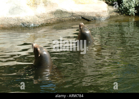 Due Californian leoni di mare capi fuori dell'acqua lo zoo di Edimburgo Foto Stock