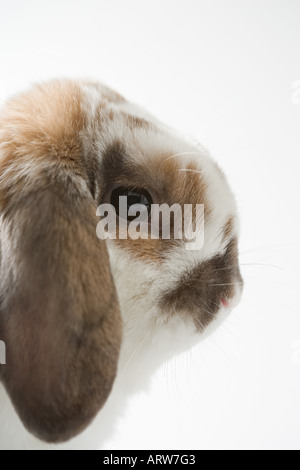 Lop-eared rabbit Foto Stock