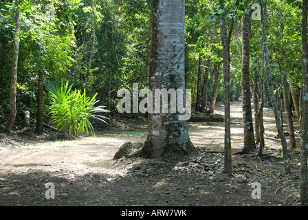 Sacbe 9 o Sacbeob antica pietra bianca strada si snoda attraverso alberi della giungla Coba Quintana Roo MEXICO 2007 NR Foto Stock