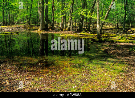 Palude di gomma Cades Cove Great Smoky Mtns Parco Nazionale di TN Foto Stock