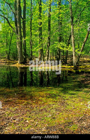 Palude di gomma Cades Cove Great Smoky Mtns Parco Nazionale di TN Foto Stock