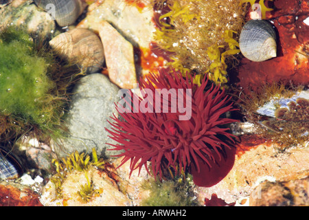 La foto in orizzontale di un anemone beadlet Actinia equina in una piscina di roccia sulla costa scozzese Foto Stock