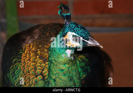 Close up di pavone con bellissimi colori. Foto Stock