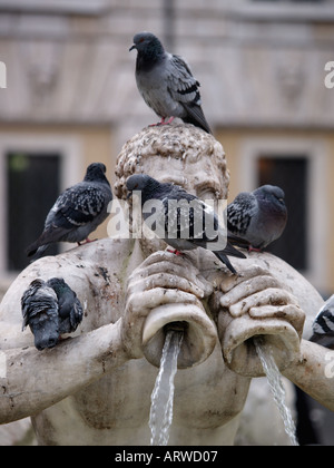 Piccioni in appoggio sulla famosa fontana del Moro un design dal Della Porta sulla Piazza Navona Roma Italia Foto Stock