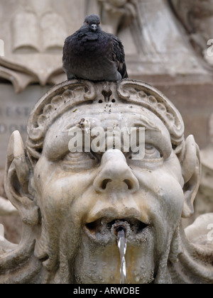 Pigeon colomba seduto sulla Fontana sulla Piazza della Rotonda dove il Pantheon a Roma Italia Foto Stock