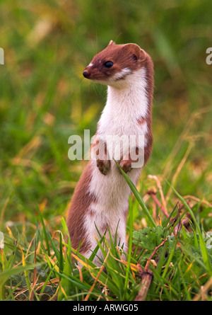 Alert donnola,, Mustela nivalis, in piedi sulle zampe posteriori Foto Stock