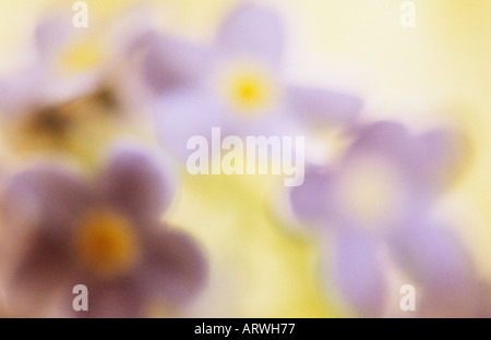 Impressionistica close up flowerheads di dimenticare-me-non o Campo non ti scordar di me o Myosotis arvense con fogliame giallo dietro Foto Stock