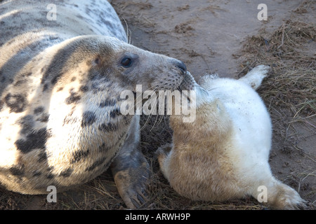 Atlantico guarnizione grigio madre e neonato cucciolo Foto Stock