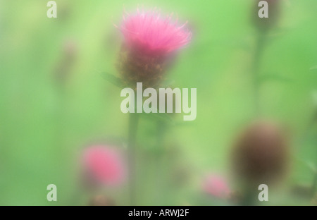 Pressione atmosferica close up flowerheads del comune o fiordaliso nero o Hardheads o la Centaurea nigra con erba Foto Stock