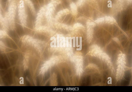 Atmosferica fino in prossimità di alcuni capi di ripe biondo grano di pane o di Triticum aestivum in serata calda luce Foto Stock