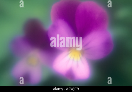 Chiudere atmosferica di malva e viola flowerheads di Pansy o viola hybrida con sfondo verde Foto Stock