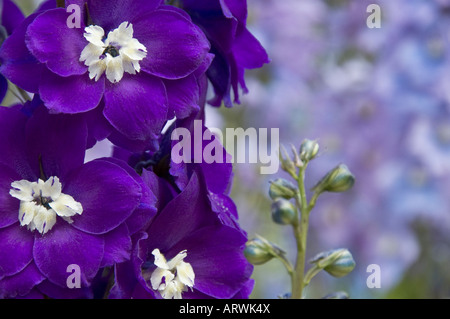 Delphiniums in un giardino estivo Foto Stock