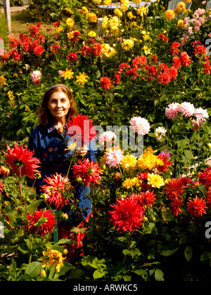 Orgogliosa giardiniere pone in mezzo la sua profusione di Dahlia blumi che mostra una miriade di colori Foto Stock