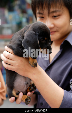 Bassotto cucciolo, cuccioli in vendita, Pet Street Market mercato pacifica, Qingping Lu Cantone, Guangzhou, Cina Foto Stock