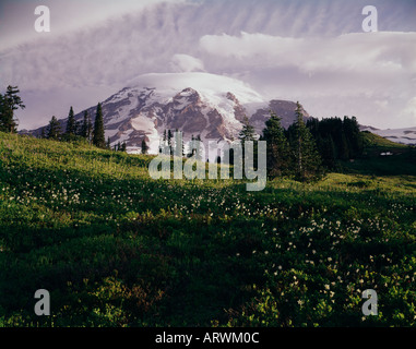 Mount Ranier National Park a Washington con il campo del ghiacciaio lillies blooming in primo piano erboso Foto Stock