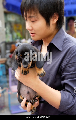 Bassotto cucciolo, cuccioli in vendita, Pet Street Market mercato pacifica, Qingping Lu Cantone, Guangzhou, Cina Foto Stock