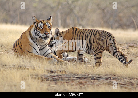 Royal tigre del Bengala e giovani uno Ranthambhor National Park in India Foto Stock