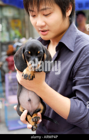 Bassotto cucciolo, cuccioli in vendita, Pet Street Market mercato pacifica, Qingping Lu Cantone, Guangzhou, Cina Foto Stock