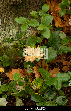 Bigleaf maple leaf - Acer macrophyllum - che ha attivato il oro in autunno si trova su boccole di colore verde accanto a tree Bainbridge Island lavare Foto Stock