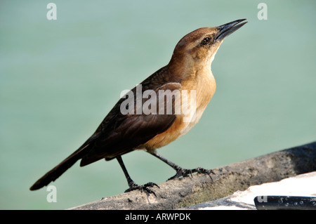 Femmina Grackle boattail un popolare dagli stati del sud uccello Foto Stock