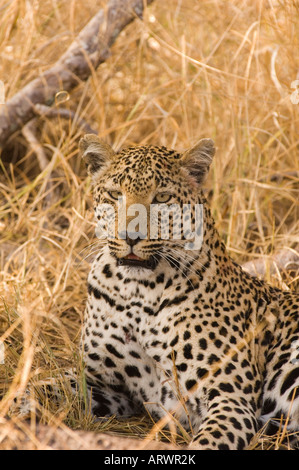 Leopard rilassatevi sulla Red Thorn Tree in Sabi Sand area parco nazionale Kruger Sud Africa Foto Stock