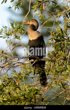 Anhinga femmina Florida tuffi in acqua bird Foto Stock