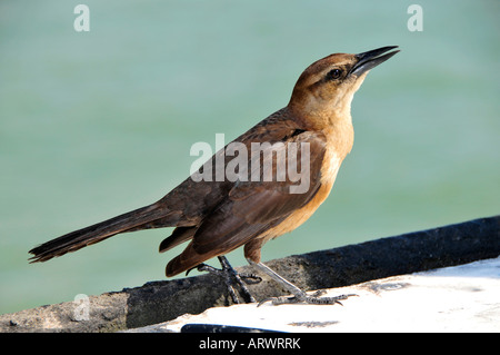 Femmina Grackle boattail un popolare dagli stati del sud uccello Foto Stock