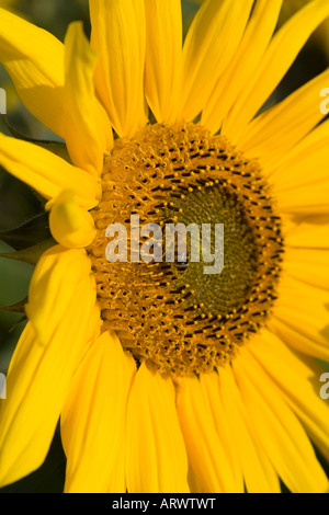 Close-up seedhead girasole, vibranti vigorosi giallo dorato, stami, polline e petali, flowerhead singolo Foto Stock