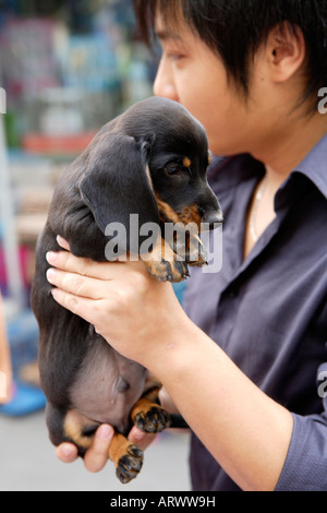 Bassotto cucciolo, cuccioli in vendita, Pet Street Market mercato pacifica, Qingping Lu Cantone, Guangzhou, Cina Foto Stock