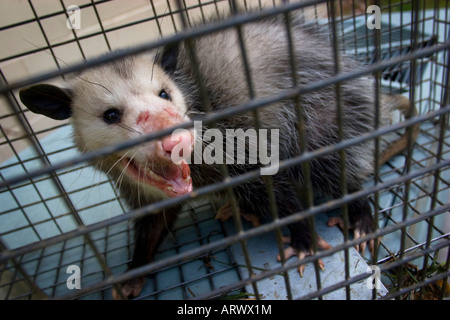 Un opossum in un animale vivo trap in Bella Vista, Arkansas, Stati Uniti d'America. Foto Stock