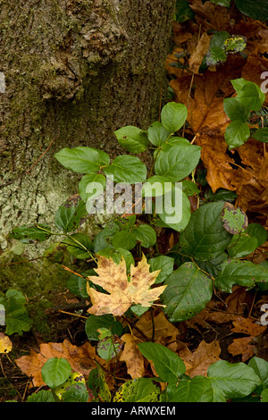 Bigleaf maple leaf che ha attivato il oro in autunno si trova su boccole di colore verde accanto ad albero Foto Stock