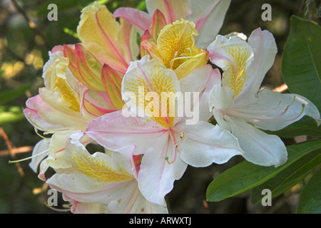 Giallo e Bianco di rododendro in piena fioritura Foto Stock