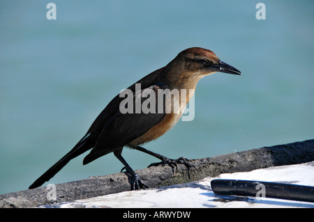 Femmina Grackle boattail un popolare dagli stati del sud uccello Foto Stock