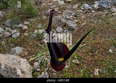 Dracunculus vulgaris, Dragon arum, grande drago Foto Stock