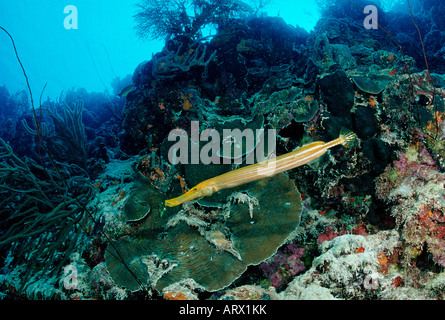 Giallo Trumpetfish Aulostomus maculatus Mar dei Caraibi Belize Foto Stock