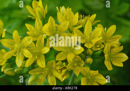 Allium moly 'Jeannine'. AGM Cipolla ornamentali Foto Stock