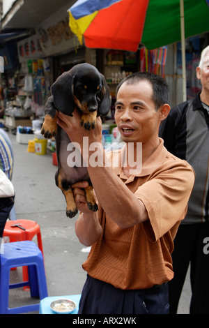 Il Pet Street Market mercato pacifica Qingping Lu Canton Guangzhou China Bassotto cuccioli in vendita Foto Stock