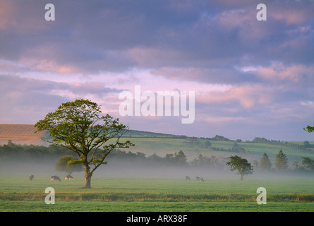 Foschia mattutina nr Cork Co Cork in Irlanda Foto Stock