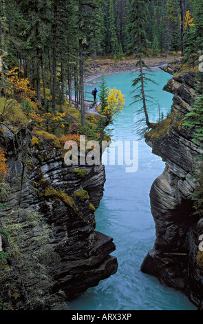 Uomo al Fiume Athabasca lookout, Parco Nazionale Jasper Alberta Canada Foto Stock