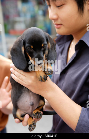 Bassotto cucciolo, cuccioli in vendita, Pet Street Market mercato pacifica, Qingping Lu Cantone, Guangzhou, Cina Foto Stock