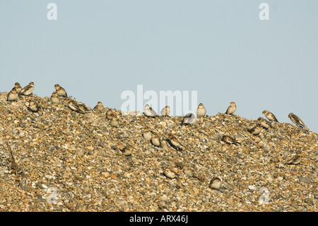 Snow Buntings plectrophenax nivalis gruppo appollaiato sulla ghiaia costiere cresta Nord Norfolk Regno Unito Febbraio Foto Stock