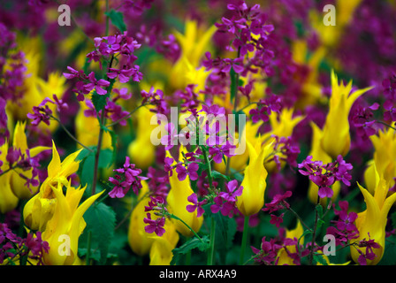 Fiori in fiore bellissimo viola e tulipani gialli, Lugano, Svizzera Foto Stock