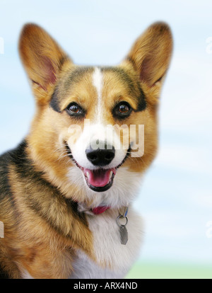 Close up di Pembroke Welsh Corgi all'aperto, 'smiling'. Foto Stock