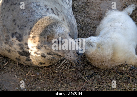 Atlantico guarnizione grigio madre e neonato cucciolo Foto Stock