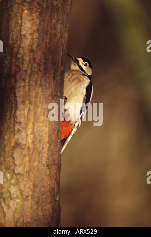 Picchio Rosso Dendrocopus major Foto Stock