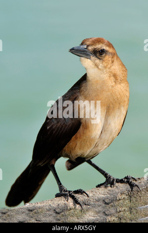 Femmina Grackle boattail un popolare dagli stati del sud uccello Foto Stock